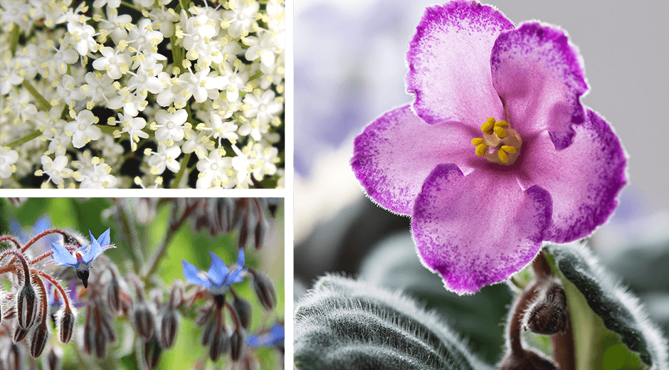 Bthoughtful-Blog-edible-flowers-guide
